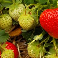 Erdbeerpflanzen für Hausgärten