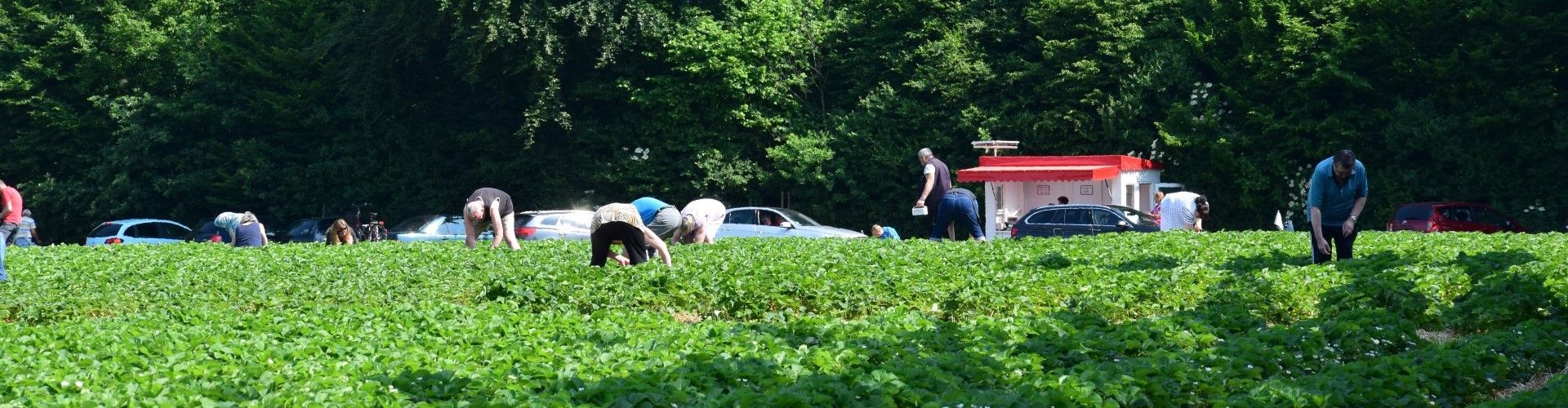 Selbstpflückplantage