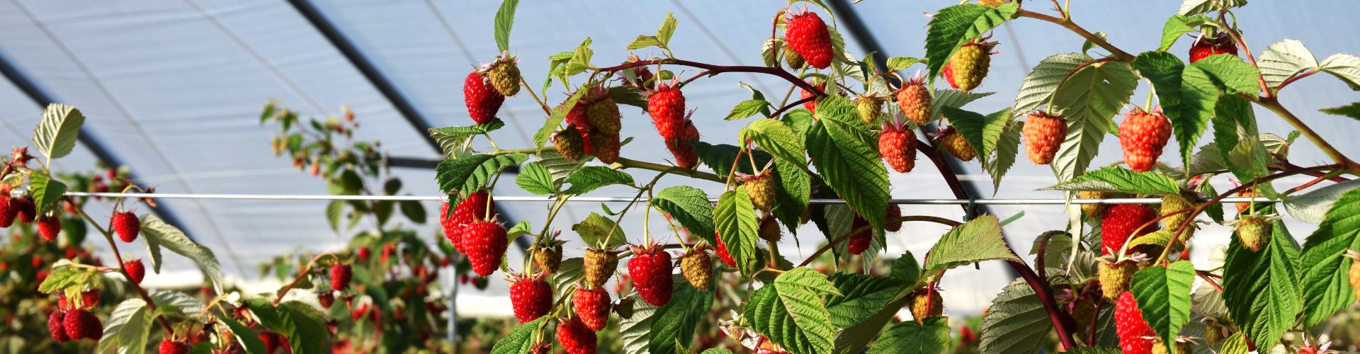 Himbeeren selbst pflücken