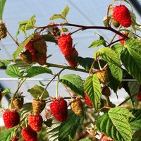 Himbeeren