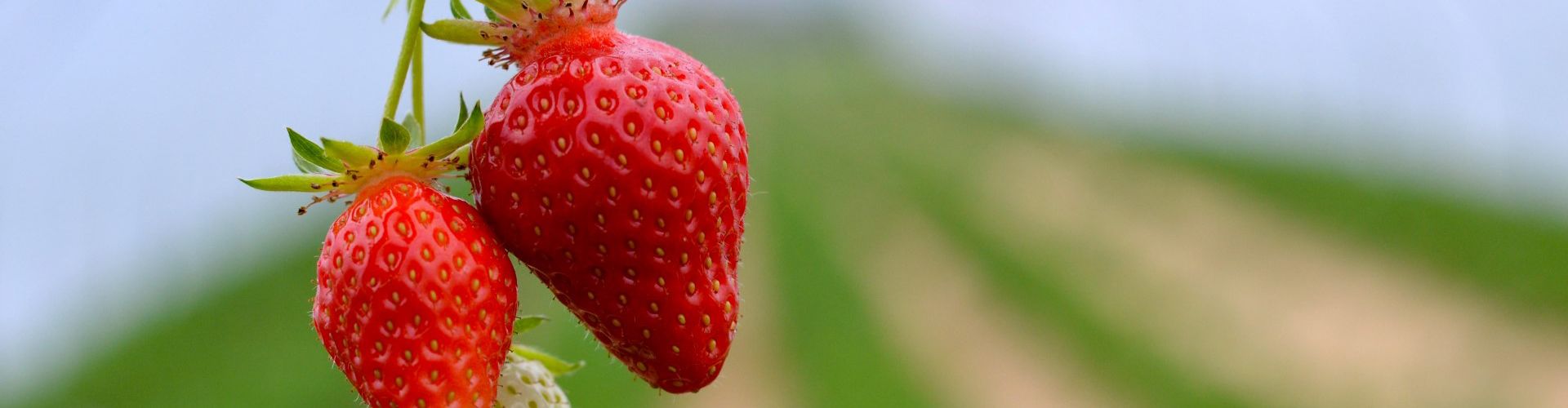 Frühe Erdbeeren aus dem geschützen Anbau